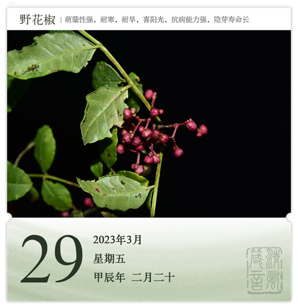 箴历日历3-29.png